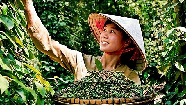 Ngày 10/8: Giá tiêu ổn định, cà phê Arabica và cao su giảm