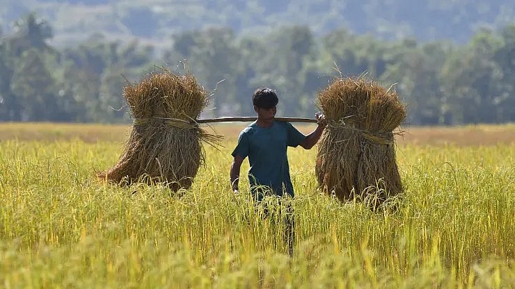 Giá gạo lên cao nhất 15 năm, làm tăng mối lo về an ninh lương thực