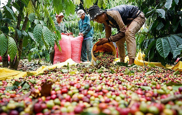 Ngày 13/8: Giá cà phê có xu hướng tăng, hồ tiêu giảm nhẹ trong tuần qua