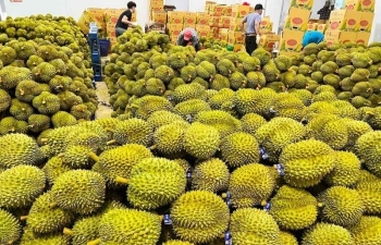 Fruit and vegetable exports to bring in USD2.5-2.7 billion
