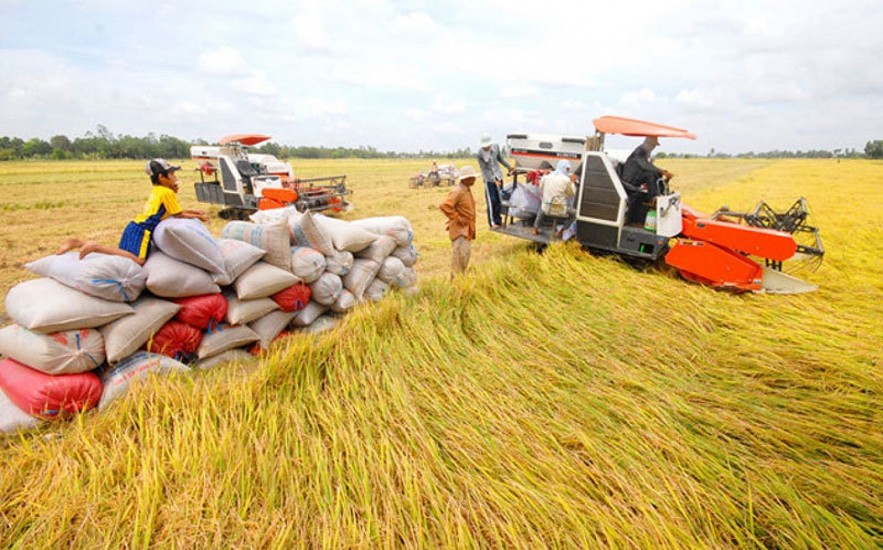 Ngày 15/8: Giá lúa gạo biến động trái chiều