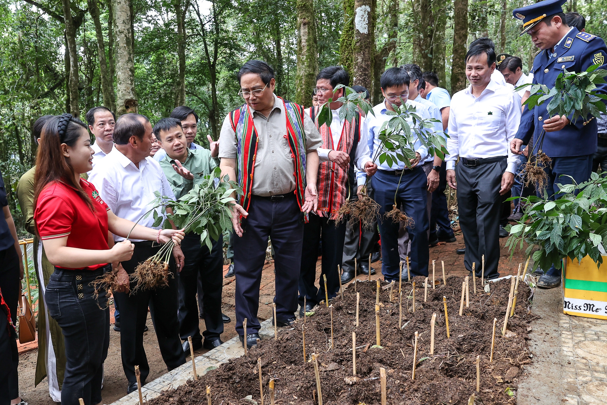 Thủ tướng: Đẩy mạnh liên kết, phát huy vai trò người dân trong sản xuất, chế biến sâm Ngọc Linh