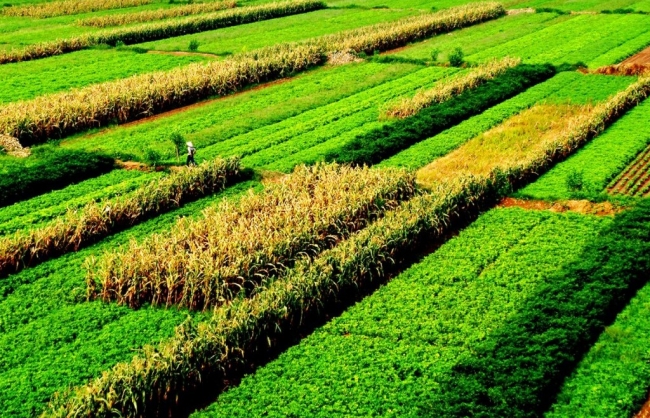 Tận dụng nguồn lực cộng đồng để thực hiện chiến lược phát triển nông nghiệp nông thôn