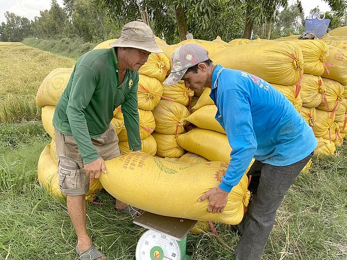 Ngày 21/8: Giá gạo giảm nhẹ, thị trường giao dịch sôi động