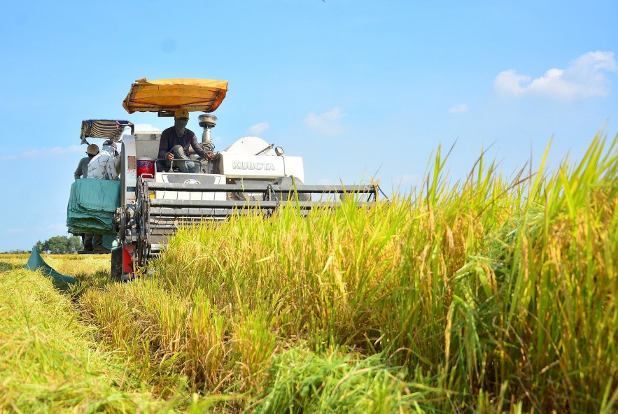 Ngày 25/8: Giá lúa gạo tăng giảm ngược chiều, giao dịch chậm Ngày 25/8: Giá lúa gạo tăng giảm ngược chiều, giao dịch chậm