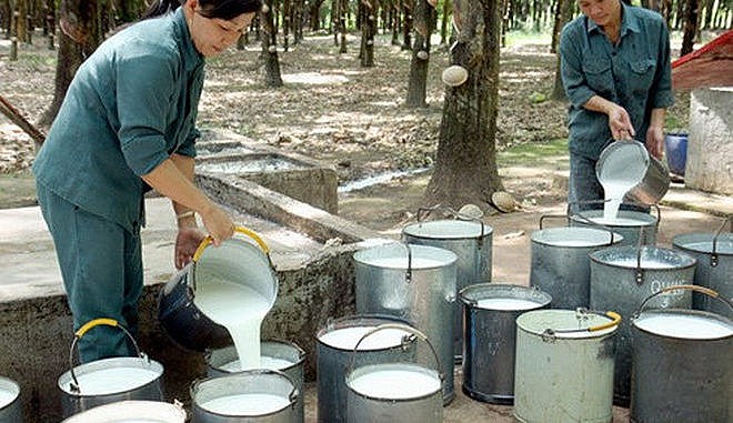 Ngày 26/8: Cà phê, tiêu và cao su cùng tăng