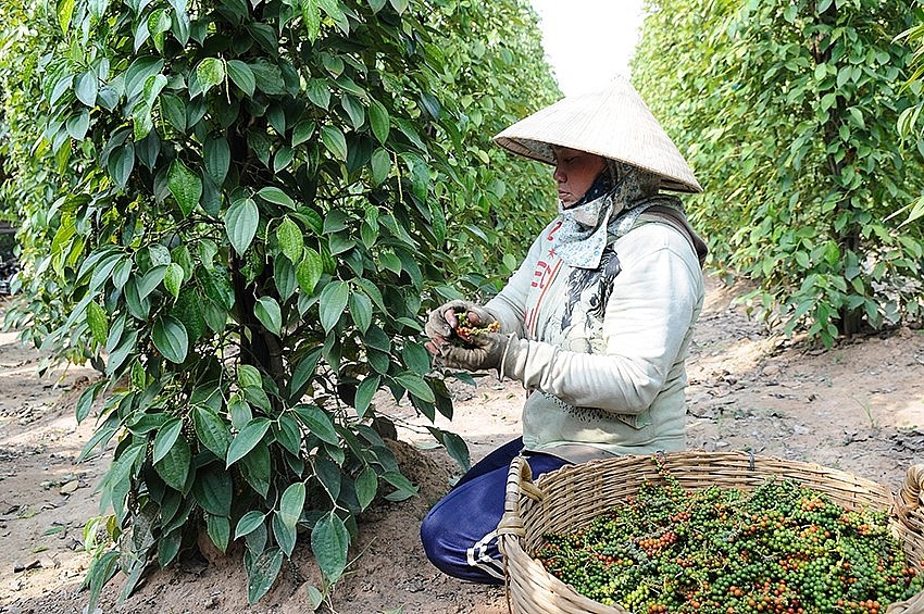 Ngày 28/8: Giá cao su và hồ tiêu đồng loạt tăng, cà phê biến động không đồng nhất