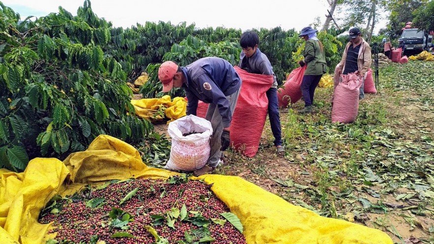 Ngày 30/8: Giá cà phê tăng, hồ tiêu ổn định, cao su biến động trái chiều