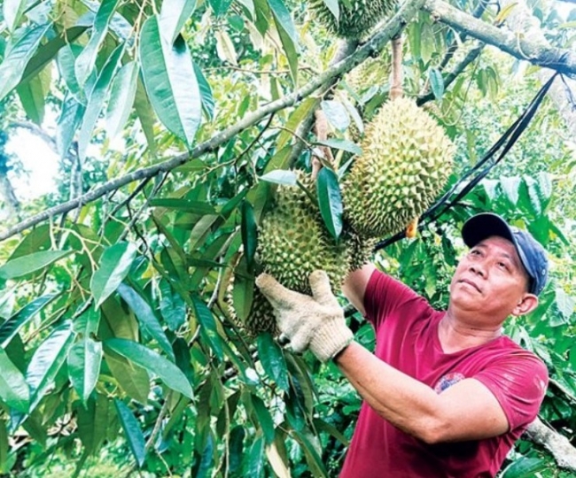 Giải pháp nâng cao năng lực cạnh tranh cho doanh nghiệp nông nghiệp Việt Nam