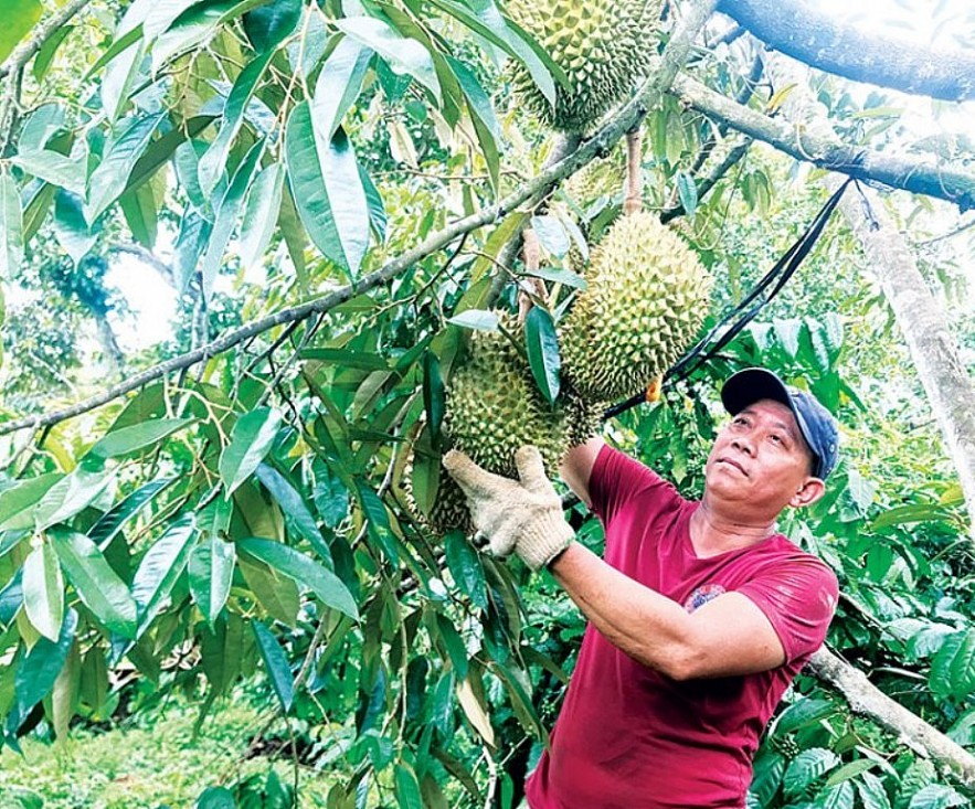 Giải pháp nâng cao năng lực cạnh tranh cho doanh nghiệp nông nghiệp Việt Nam