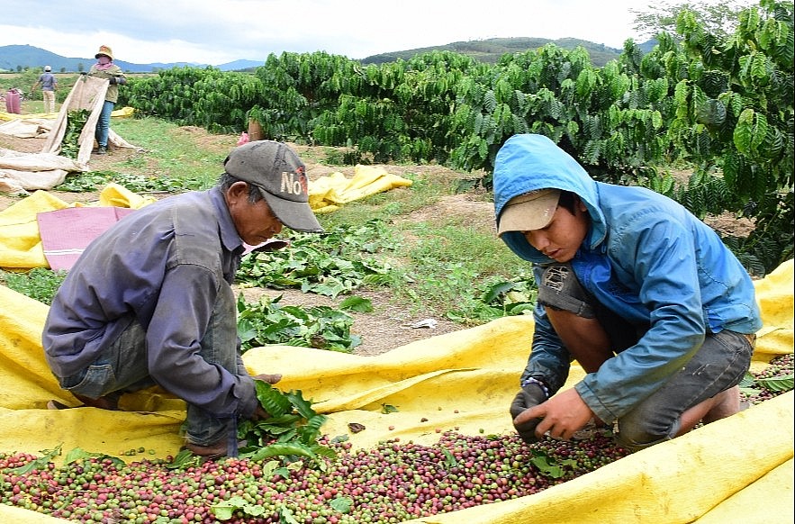 Ngày 31/8: Giá cà phê, hồ tiêu và cao su đồng loạt tăng trước kỳ nghỉ lễ