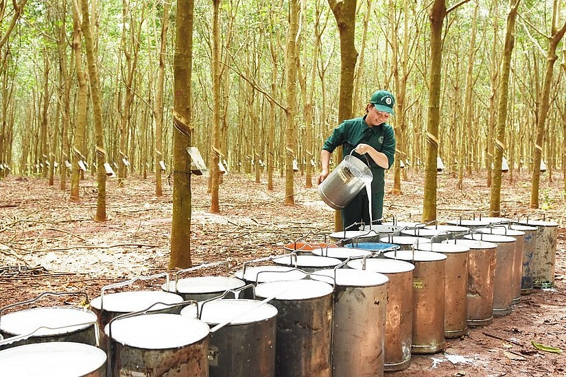 Ngày 1/9: Giá cao su tăng, hồ tiêu ổn định, cà phê giảm