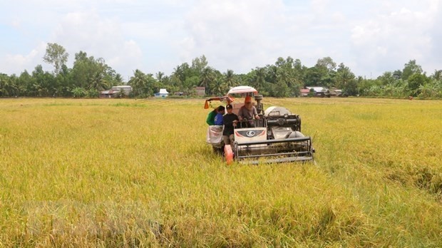 First international rice festival to be held in Hau Giang