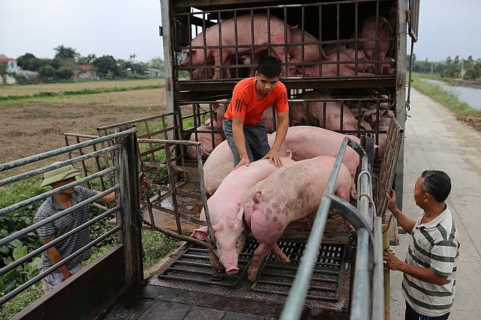 Ngày 3/9: Giá heo hơi tiếp tục lặng sóng ngày thứ ba liên tiếp