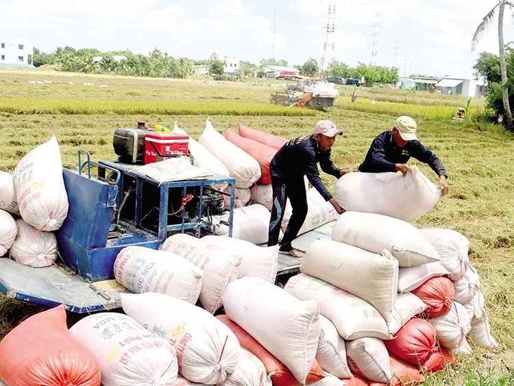 Ngày 4/9: Giá lúa gạo lặng sóng ngày đầu tuần