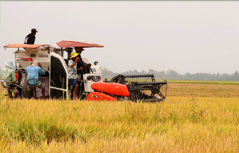 Kỳ vọng xuất khẩu gạo của Việt Nam tiếp tục đà tăng trưởng tích cực