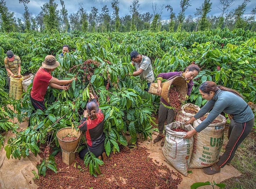 Ngày 5/9: Giá cà phê và cao su tăng, hồ tiêu ổn định