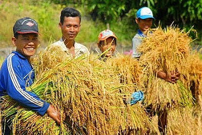 Ngày 6/9:  Giá lúa gạo neo ở mức cao, thị trường ổn định