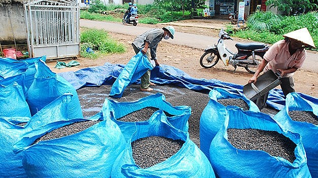 Ngày 7/9: Giá tiêu và cao su đồng loạt tăng trong phiên sáng nay