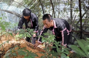 Giải pháp ngăn chặn và xử lý sâm nhập lậu, bảo vệ người trồng sâm Việt Nam