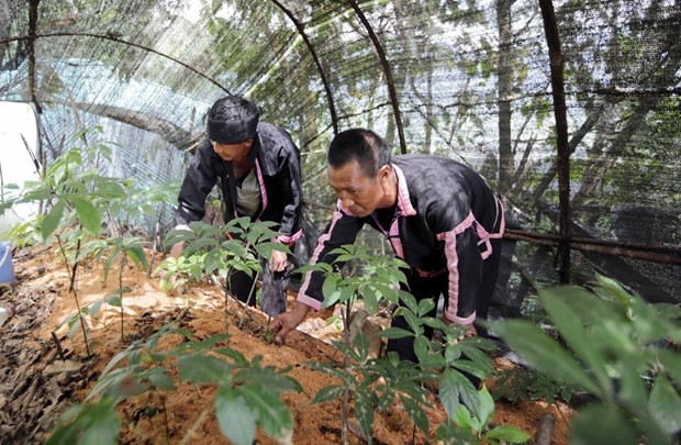 Làm gì để ngăn chặn và xử lý sâm nhập lậu, bảo vệ người trồng sâm Việt Nam?
