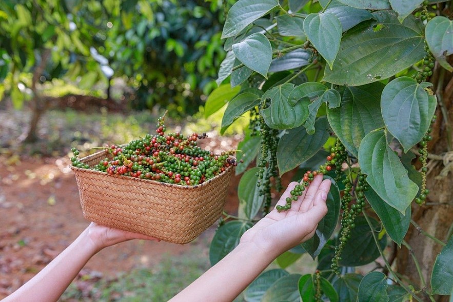 Ngày 11/9: Giá tiêu tăng nhẹ, cà phê và cao su  biến động không đồng nhất