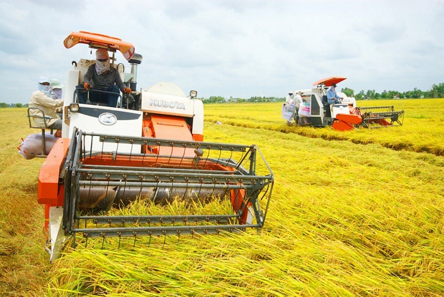 Ngày 14/9/2023: Giá gạo trong nước tiếp đà giảm