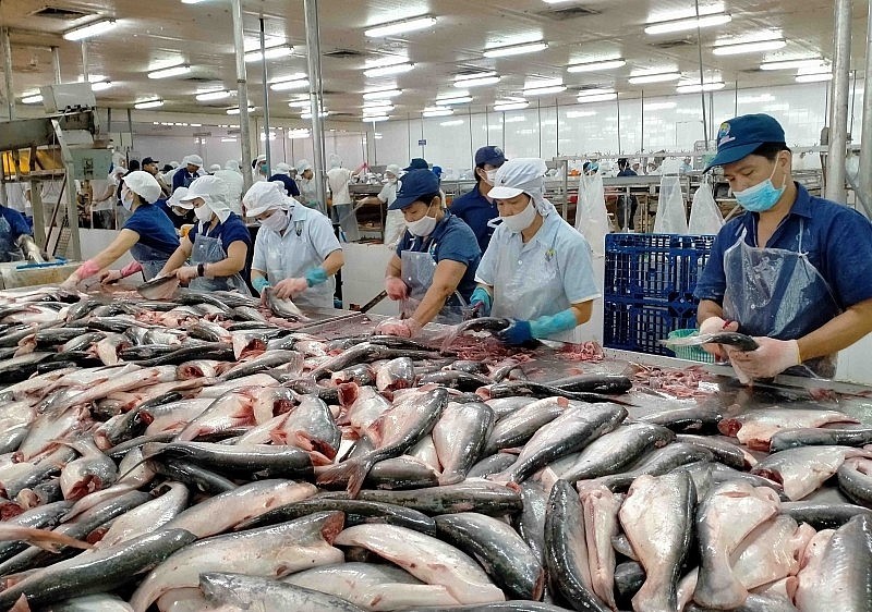 Pangasius exports to US increase sharply after 10 years