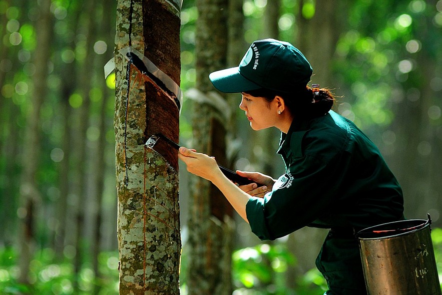 Ngày16/9: Giá cà phê và cao su đồng loạt tăng, tiêu giảm nhẹ