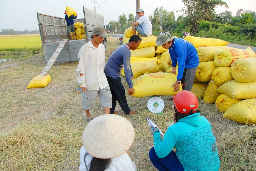 Giá gạo tăng cao, góp phần tăng giá trị xuất khẩu của Việt Nam