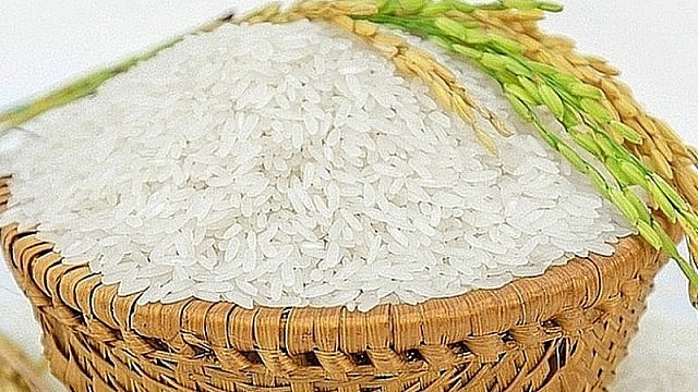Ngày 19/9: Giá lúa gạo đi ngang trên diện rộng