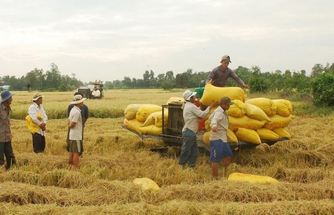Ngày 20/9: Giá các mặt hàng lúa gạo đồng loạt đi ngang