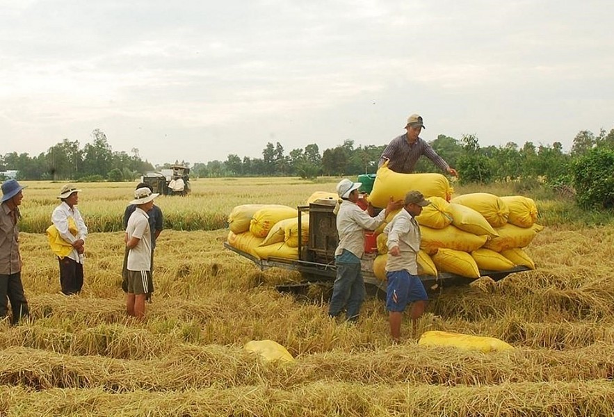 Ngày 20/9: Giá các mặt hàng lúa gạo đồng loạt đi ngang