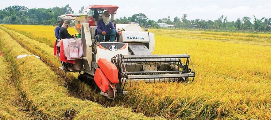 Ngày  22/9:  Giá lúa gạo trong nước giảm tới 1.000 đồng/kg