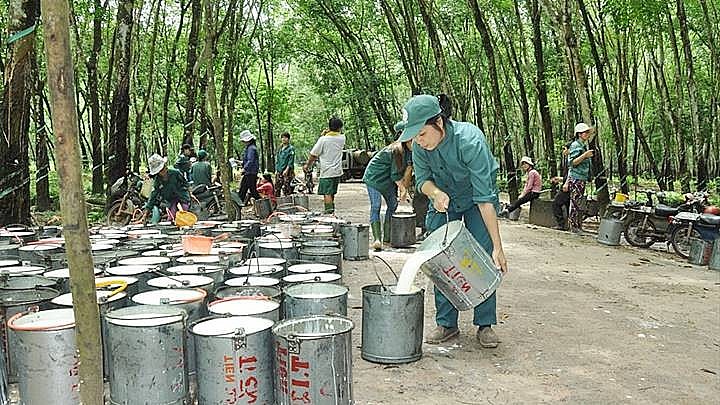 Ngày 23/9: Giá cao su tăng, hồ tiêu ổn định, cà phê giảm