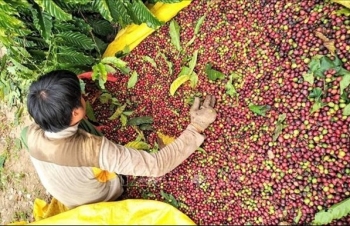 Vietnam's coffee exports to slow down in Q3