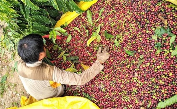 Vietnam's coffee exports to slow down in Q3