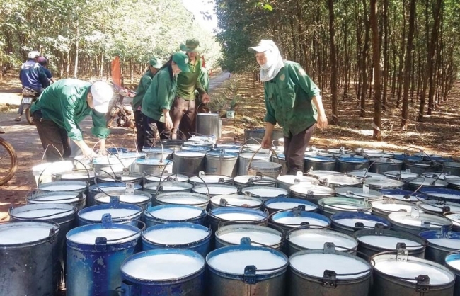 Ngày 25/9: Giá cao su tăng, hồ tiêu ổn định, cà phê giảm trong phiên giao dịch đầu tuần