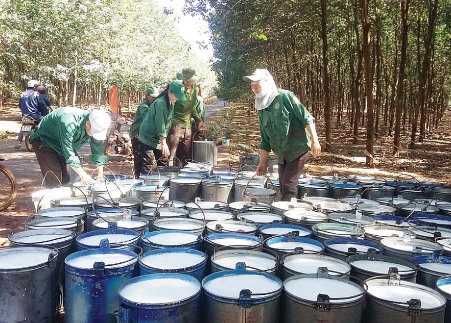 Ngày 25/9: Giá cao su tăng, hồ tiêu ổn định, cà phê giảm trong phiên giao dịch đầu tuần