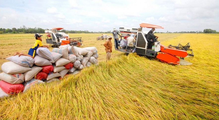 Ngày 26/9: Giá lúa gạo trong nước tiếp đà đi ngang, gạo xuất khẩu giảm mạnh