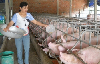 Ngày 28/9: Giá heo hơi tiếp đà giảm tại nhiều tỉnh, thành