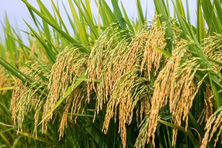 Ngày 28/9: Giá gạo tiếp đà tăng, giá lúa giảm nhẹ