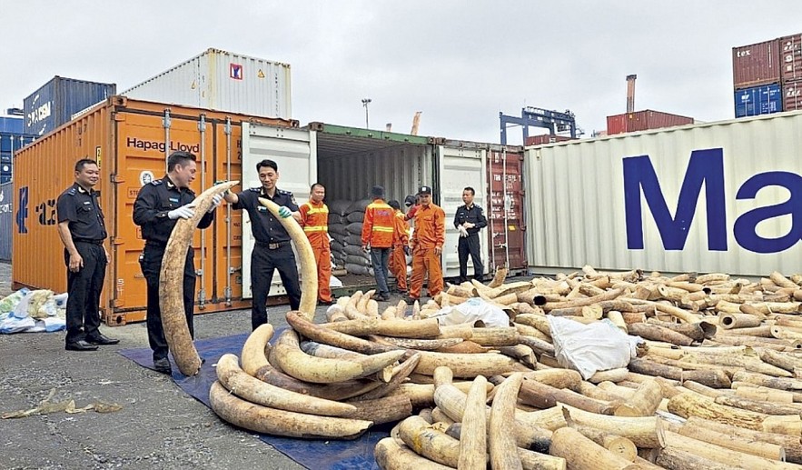 Ngăn ngừa, phòng chống buôn lậu động vật hoang dã