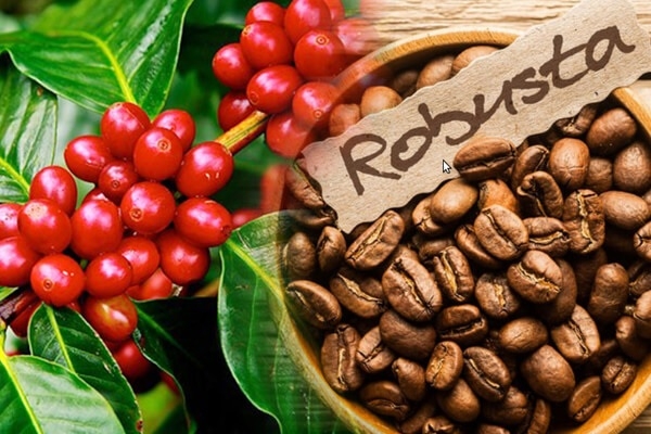 Giá cà phê robusta tăng cao kỷ lục trong 28 năm qua