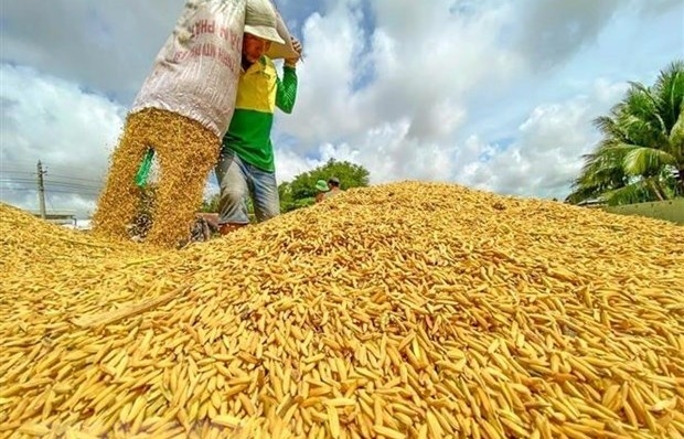 Thị trường nông sản tuần qua: Lúa gạo ở Đồng bằng sông Cửu Long ít biến động