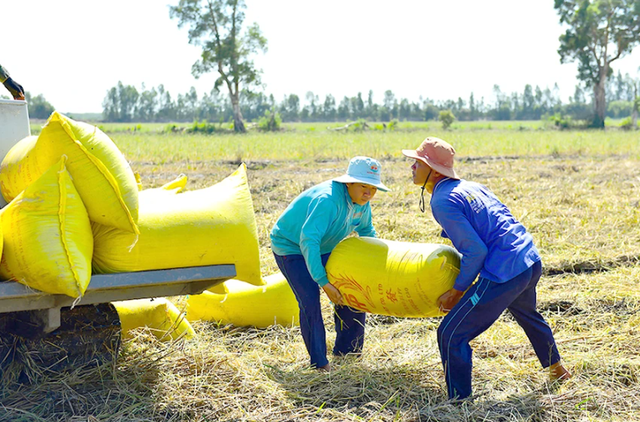 Ngày 2/10: Giá lúa gạo trong nước duy trì ổn định, gạo xuất khẩu tăng mạnh