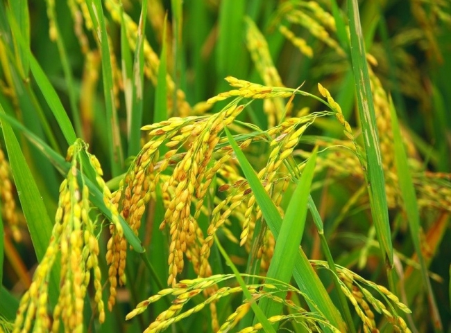 Ngày 3/10: Giá lúa giảm, gạo trong nước và xuất khẩu duy trì đà đi ngang