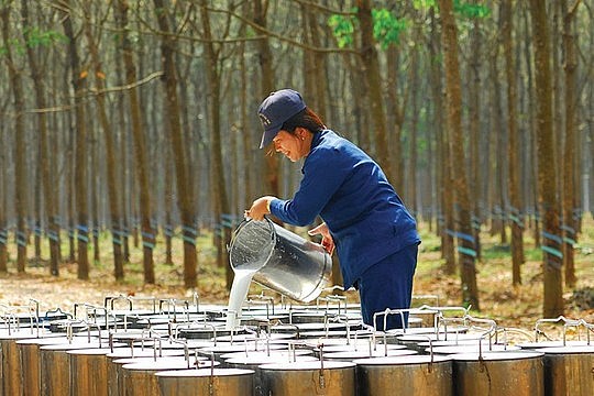 Ngày 6/10: Giá cao su tăng, hồ tiêu và cà phê giảm