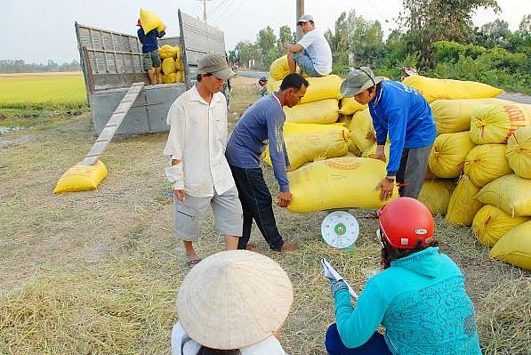 Ngày 6/10: Giá lúa gạo biến động nhẹ