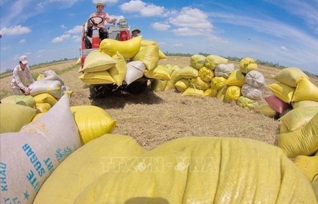 Vietnam rice exports surge to new record revenue